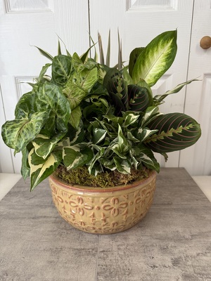 Ceramic Dish Garden 10 Inch from Aladdin's Floral in Idaho Falls